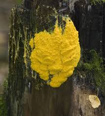 Attēlu rezultāti vaicājumam “Fuligo septica var. flava young”