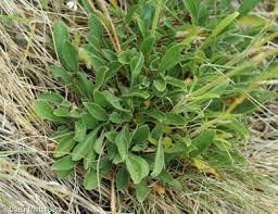 Attēlu rezultāti vaicājumam “Silene otites fruit”