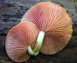 Attēlu rezultāti vaicājumam “Rhodotus palmatus”