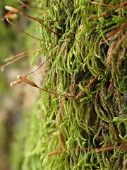 Attēlu rezultāti vaicājumam “Leskea polycarpa”