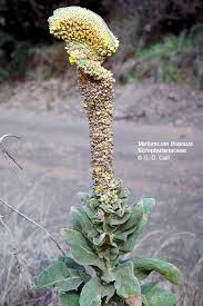 Attēlu rezultāti vaicājumam “Verbascum thapsus flower”