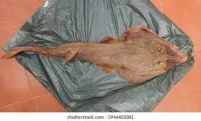 Image result for Glaucostegus cemiculus