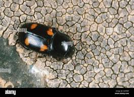 Attēlu rezultāti vaicājumam “Glischrochilus grandis”