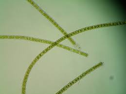 Attēlu rezultāti vaicājumam “Chlorophyta”