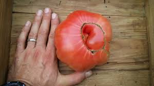 Afbeeldingsresultaat voor Pink Brandywine tomato