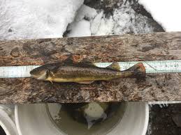 Image result for Microgadus tomcod