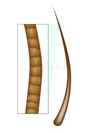 Image result for human hair microscope image