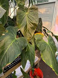 Attēlu rezultāti vaicājumam “Cirsium x rigens leaf”