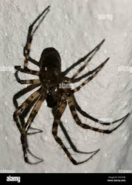 Attēlu rezultāti vaicājumam “Metellina merianae”