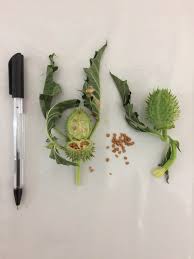 Attēlu rezultāti vaicājumam “Datura stramonium fruit”