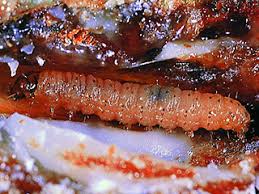 Attēlu rezultāti vaicājumam “Retinia resinella”