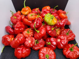 Afbeeldingsresultaat voor aji dulce sweet pepper