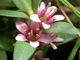 Attēlu rezultāti vaicājumam “Glaux maritima flower”