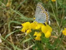 Attēlu rezultāti vaicājumam “Lotus corniculatus flower”