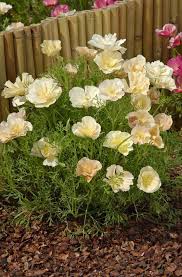 Attēlu rezultāti vaicājumam “Eschscholzia californica”