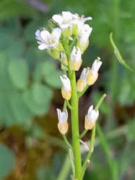 Attēlu rezultāti vaicājumam “Arabis hirsuta flower”