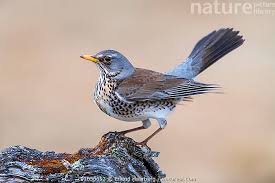Attēlu rezultāti vaicājumam “Turdus pilaris”