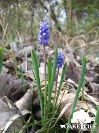 Attēlu rezultāti vaicājumam “Muscari botryoides”