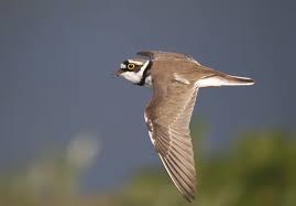 Attēlu rezultāti vaicājumam “Charadrius dubius adult”