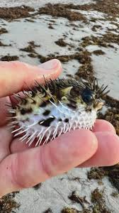 Image result for Diodon hystrix