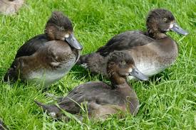 Attēlu rezultāti vaicājumam “Aythya fuligula female”