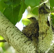 Attēlu rezultāti vaicājumam “Muscicapa striata nest”