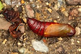 Attēlu rezultāti vaicājumam “Sphinx ligustri larva”