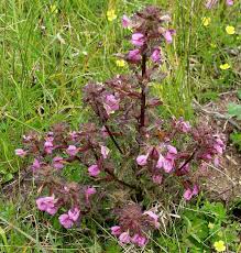 Attēlu rezultāti vaicājumam “Pedicularis palustris”