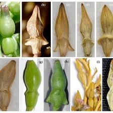 Attēlu rezultāti vaicājumam “Cakile maritima subsp. baltica leaf”