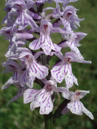 Attēlu rezultāti vaicājumam “Dactylorhiza maculata”