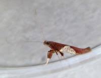 Attēlu rezultāti vaicājumam “Caloptilia stigmatella”