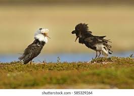 Attēlu rezultāti vaicājumam “Philomachus pugnax adult”