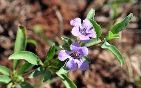 Attēlu rezultāti vaicājumam “Diachea sp.”