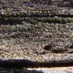 Attēlu rezultāti vaicājumam “Trapeliopsis flexuosa”