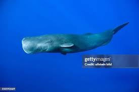 Image result for Physeter macrocephalus