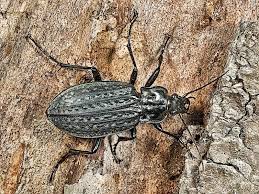 Attēlu rezultāti vaicājumam “Carabus clathratus”