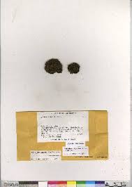 Attēlu rezultāti vaicājumam “Schistidium dupretii”