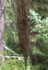 Attēlu rezultāti vaicājumam “Bryoria capillaris”
