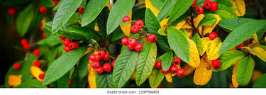 Attēlu rezultāti vaicājumam “Crataegus persimilis fruit”