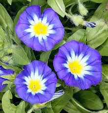 Image result for Convolvulus tricolor