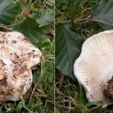 Attēlu rezultāti vaicājumam “Lactarius bertillonii”