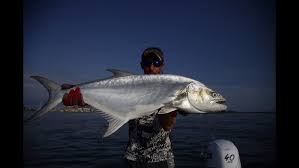 Image result for Lichia amia