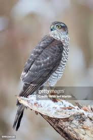 Attēlu rezultāti vaicājumam “Accipiter nisus female”