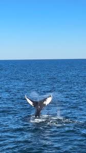 Image result for Leucopleurus acutus