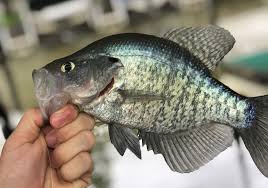 Image result for Chrysoblephus laticeps