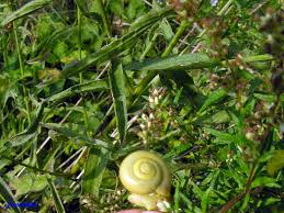 Attēlu rezultāti vaicājumam “Fruticola fruticum”