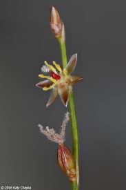 Attēlu rezultāti vaicājumam “Juncus compressus fruit”