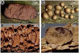 Attēlu rezultāti vaicājumam “Reticularia jurana spores”