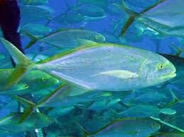 Image result for Caranx bartholomaei