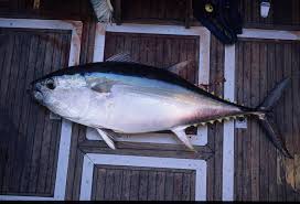 Image result for Thunnus obesus